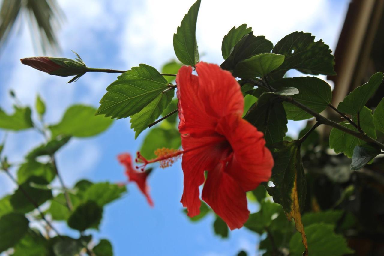 Morada Dos Hibiscos Hotel Praia do Rosa Eksteriør billede