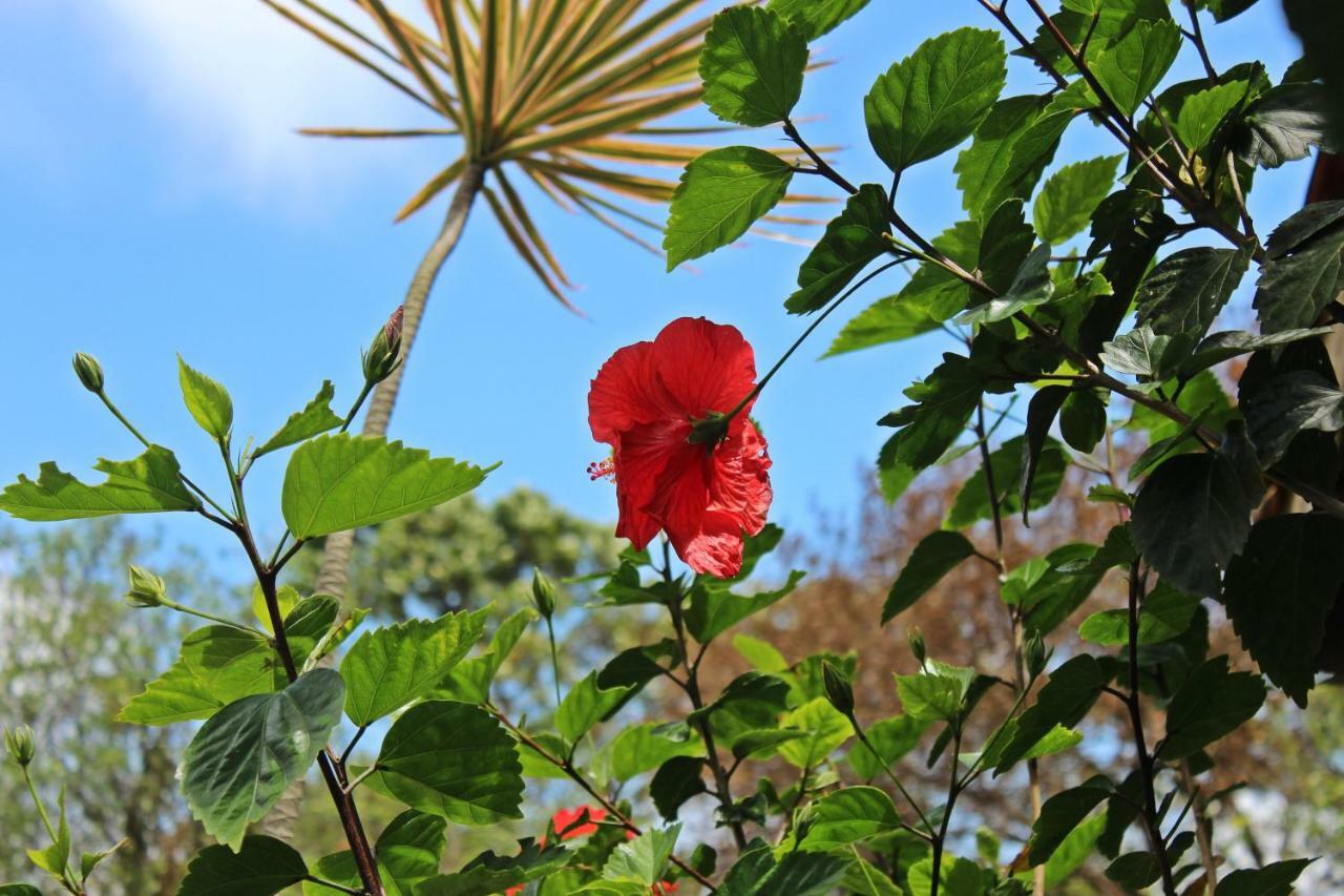 Morada Dos Hibiscos Hotel Praia do Rosa Eksteriør billede